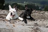 BOULEDOGUE FRANCAIS 688
